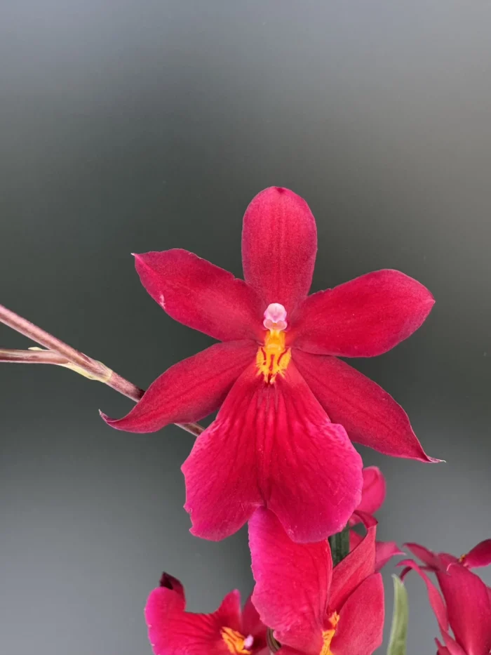 Ορχιδέα Burrageara - Nelly Isler Red - Image 1
