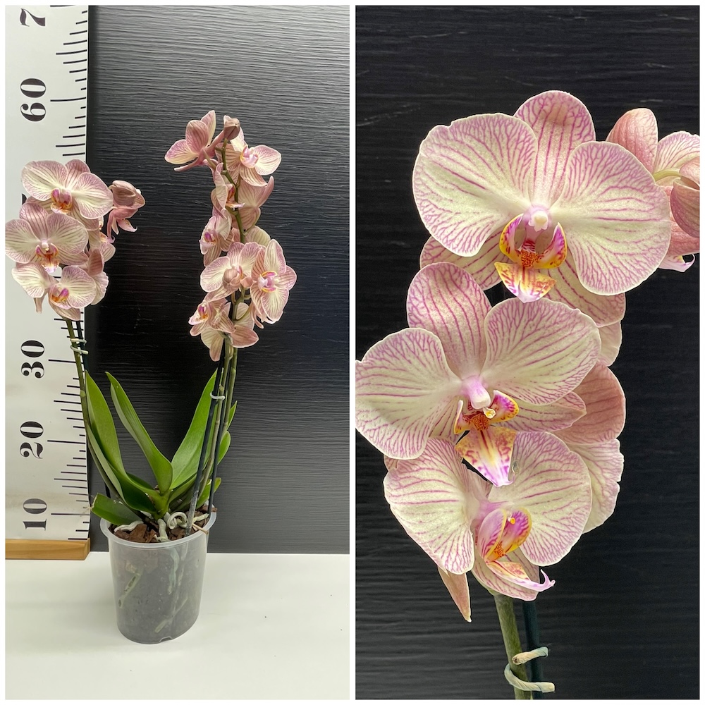 IMG_5872 Ορχιδέα Phalaenopsis Sauvage Beauté - Image 1
