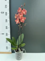 Ορχιδέα Phalaenopsis Horizon - Image 2