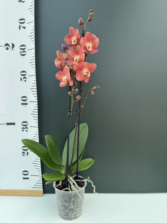 Ορχιδέα Phalaenopsis Horizon - Image 2