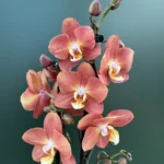 Ορχιδέα Phalaenopsis Horizon