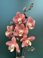 Ορχιδέα Phalaenopsis Horizon