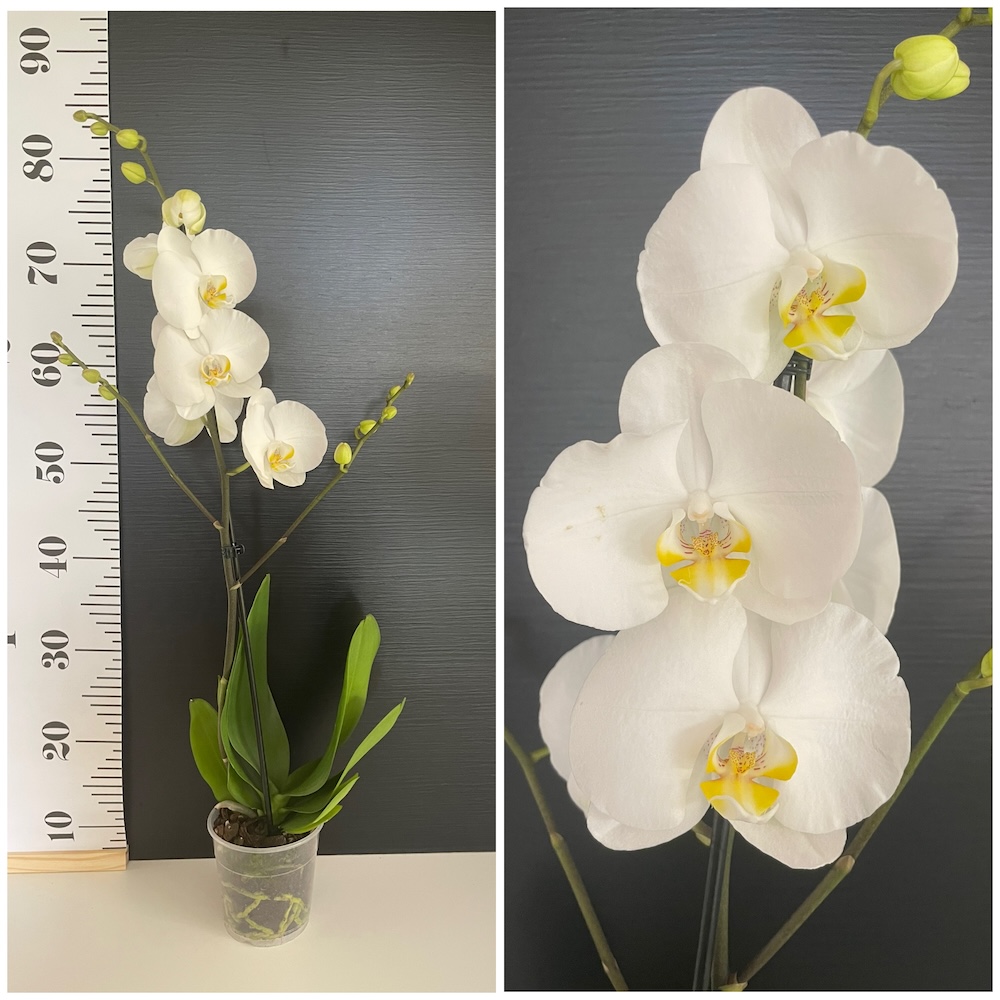 IMG_6102 Ορχιδέα Phalaenopsis Classic White - Image 1