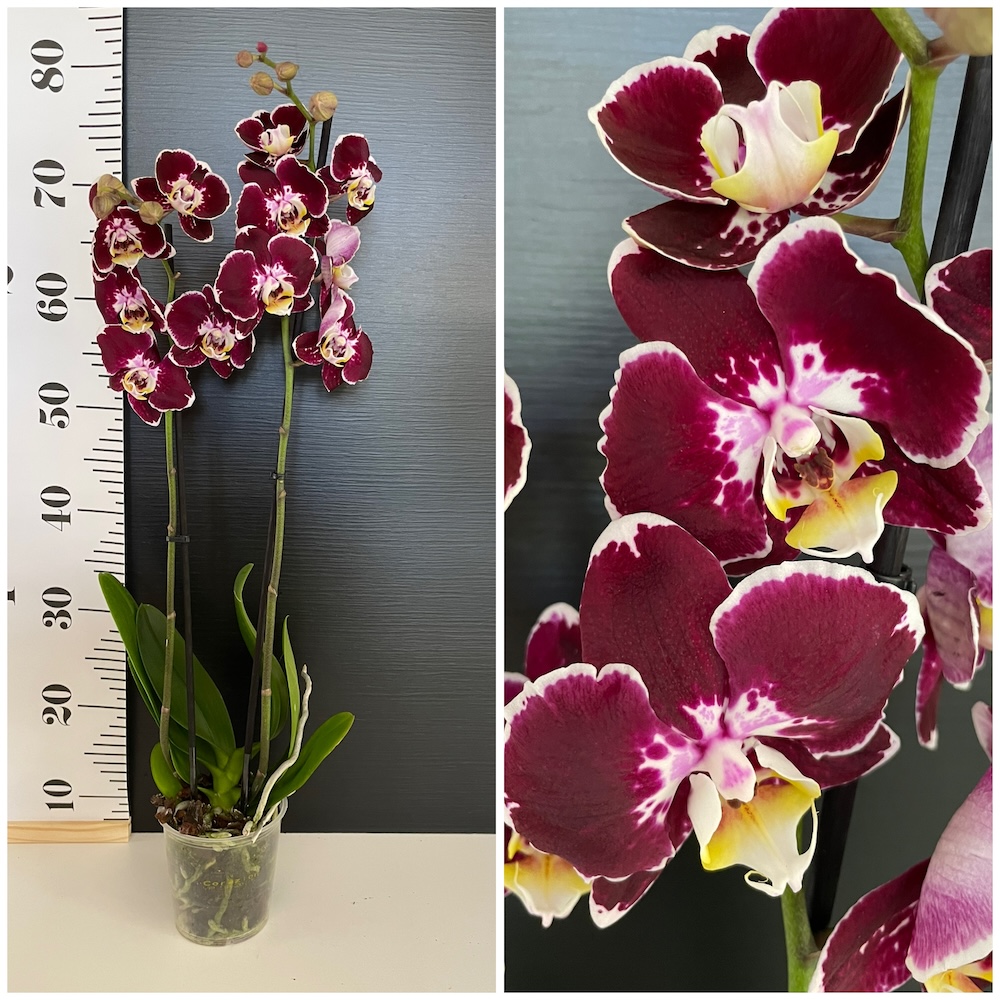 IMG_6178 Ορχιδέα Phalaenopsis Irregular Red - Image 1