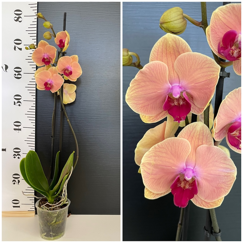 IMG_6180 Ορχιδέα Phalaenopsis Charmant Saumon - Image 1