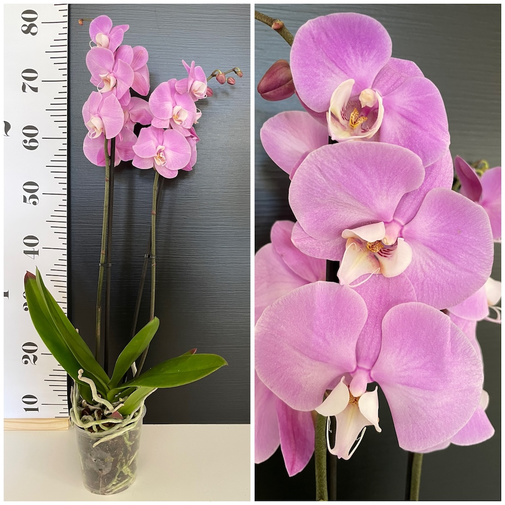 IMG_6183 Ορχιδέα Phalaenopsis Pink White - Image 1