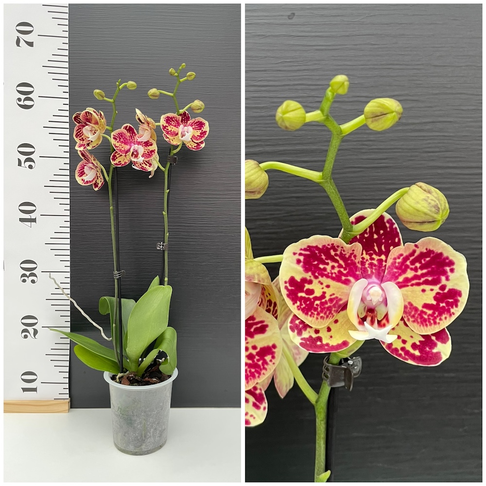 IMG_6841 Ορχιδέα Phalaenopsis Vin Noir NEW - Image 1
