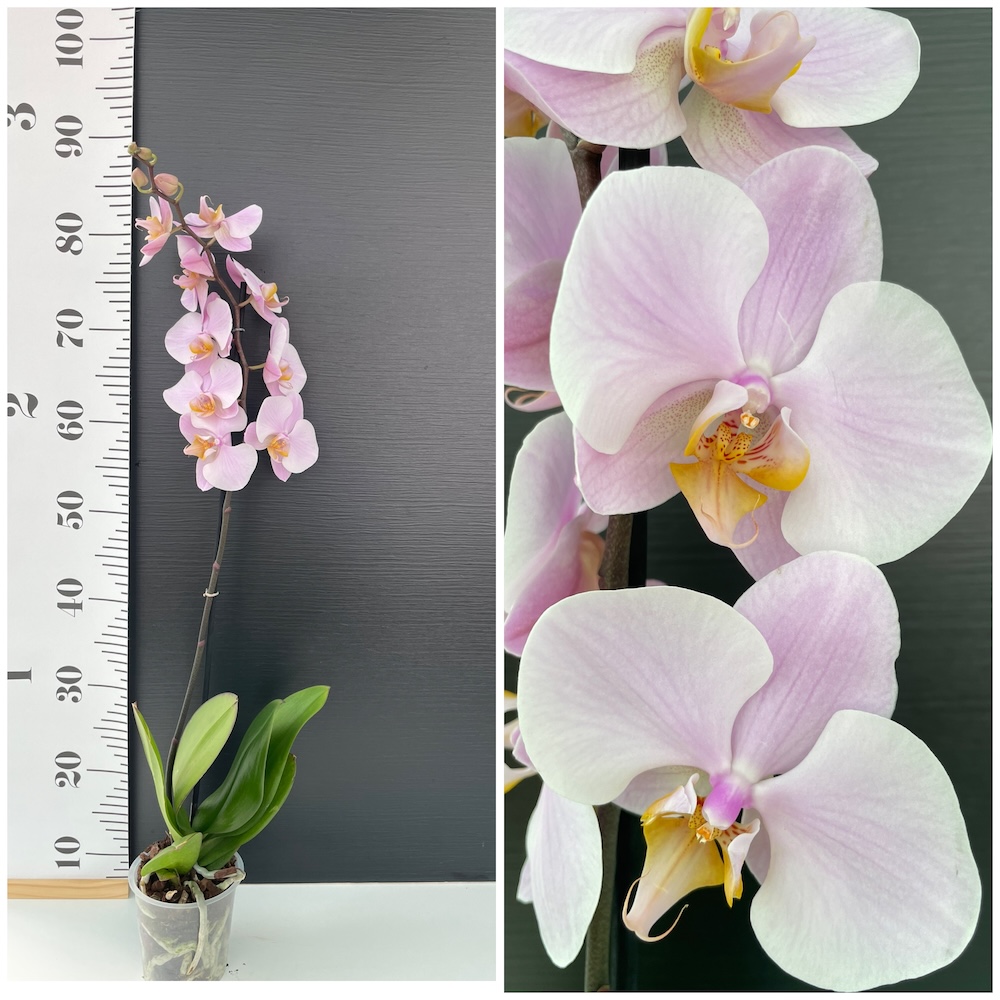 IMG_7310 Ορχιδέα Phalaenopsis Soft Touch - Image 1