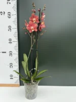 Ορχιδέα Phalaenopsis - Horizon - Image 2