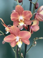 Ορχιδέα Phalaenopsis - Horizon
