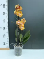 Ορχιδέα Phalaenopsis - Las Vegas - Image 2