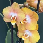 Ορχιδέα Phalaenopsis - Las Vegas
