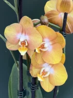 Ορχιδέα Phalaenopsis - Las Vegas