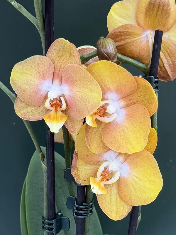 IMG_7529 Ορχιδέα Phalaenopsis - Las Vegas - Image 1