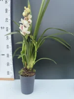 Ορχιδέα Cymbidium Charm Lady - Image 2
