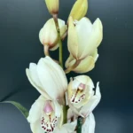 Ορχιδέα Cymbidium Charm Lady