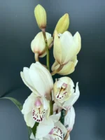 Ορχιδέα Cymbidium Charm Lady