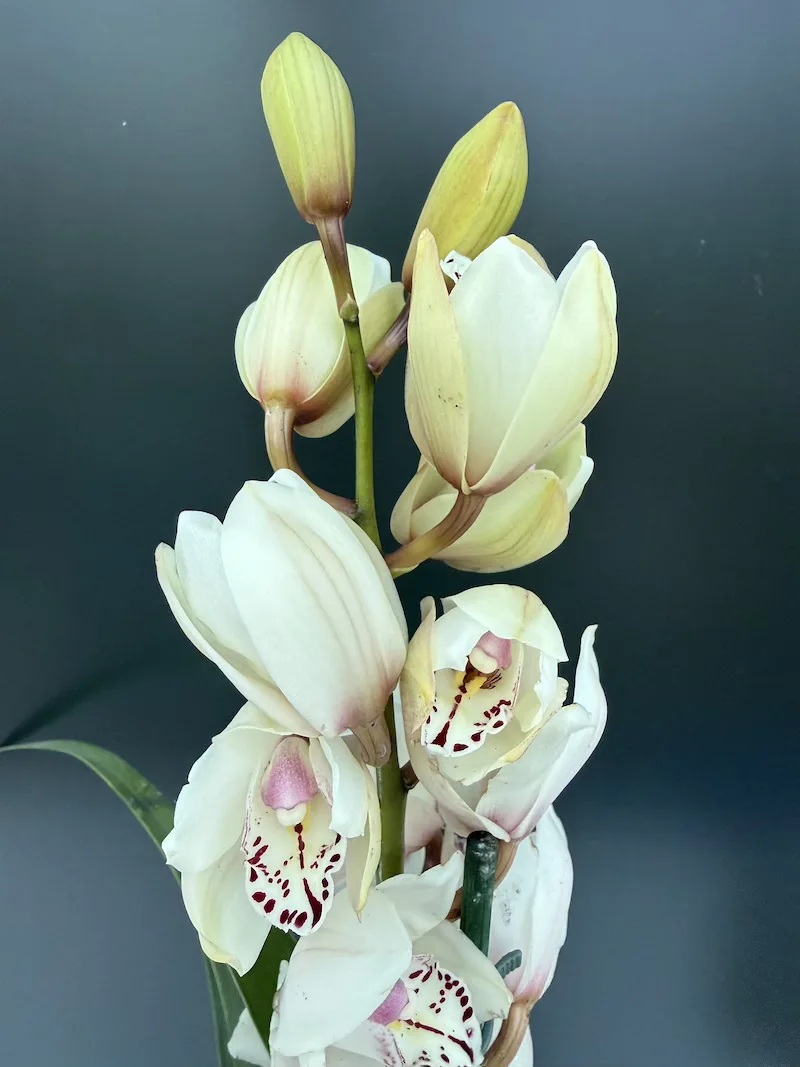 IMG_7616 Ορχιδέα Cymbidium Charm Lady - Image 1