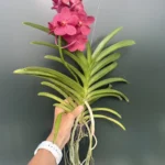 Ορχιδέα Vanda Red