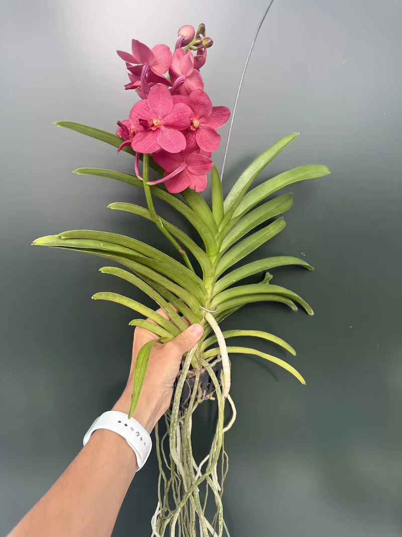 IMG_7729 Ορχιδέα Vanda Red - Image 1