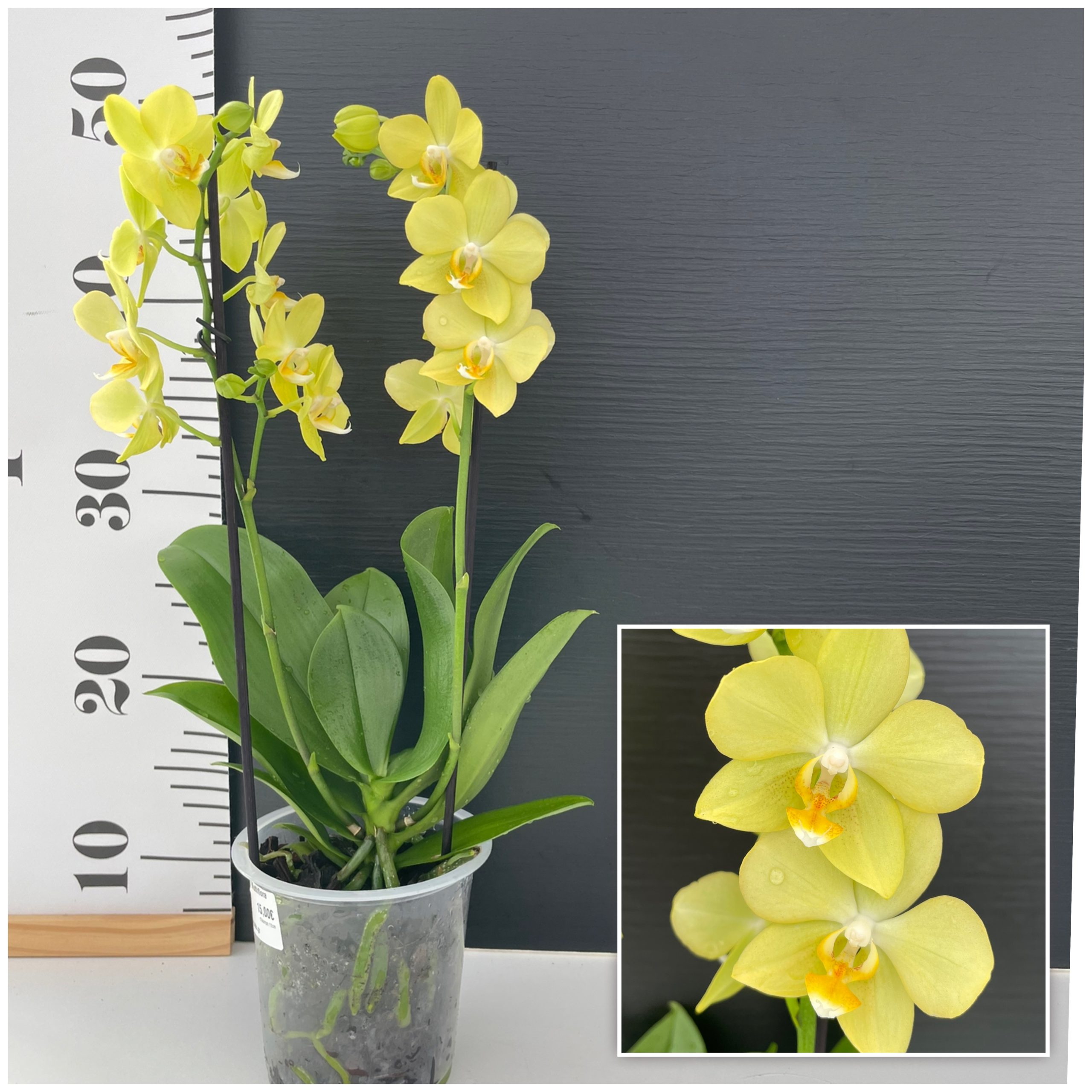 IMG_7731 Ορχιδέα Phalaenopsis Yellow In Lines - Image 1