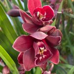 Ορχιδέα Cymbidium Red Fire