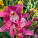 Ορχιδέες Cymbidium Pink