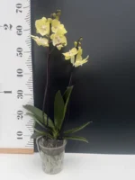 Ορχιδέα Phalaenopsis Yellow In Lines - Image 2