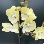 Ορχιδέα Phalaenopsis Yellow In Lines