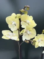 Ορχιδέα Phalaenopsis Yellow In Lines