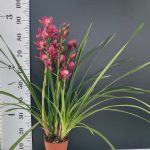 Ορχιδέες Cymbidium Pink - Image 2