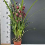 Ορχιδέα Cymbidium Red Fire - Image 2