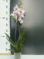 Ορχιδέα Phalaenopsis Soft Touch - Image 2