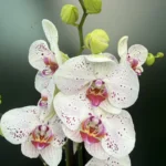 Ορχιδέα Phalaenopsis Soft Touch