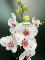 Ορχιδέα Phalaenopsis Soft Touch