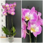 Ορχιδέα Phalaenopsis Charlot - Image 2