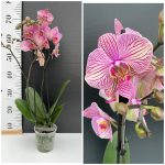 Ορχιδέα Phalaenopsis Soft - Image 2