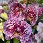 Ορχιδέα Phalaenopsis Black Stripes