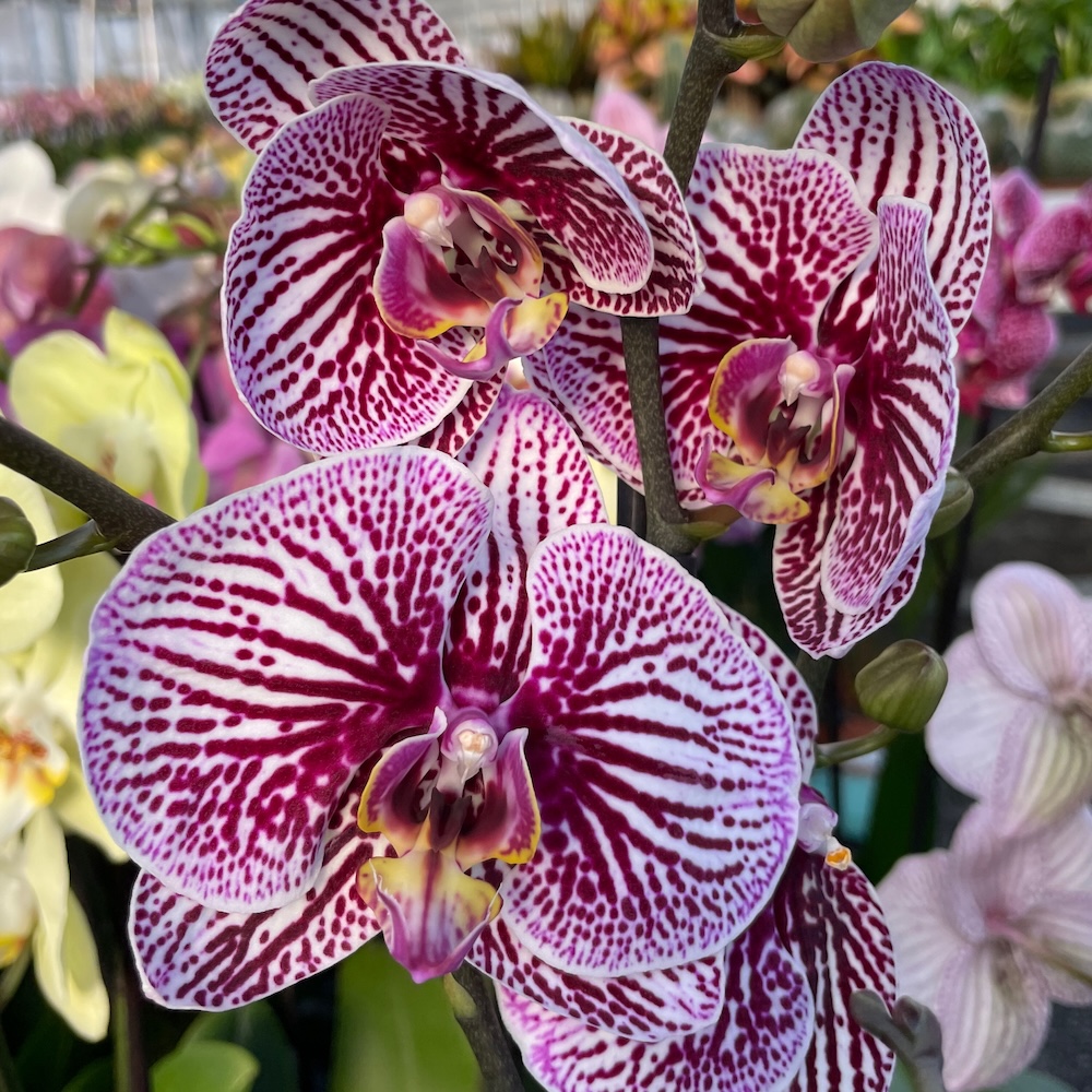 IMG_8636 Ορχιδέα Phalaenopsis Black Stripes - Image 1