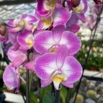 Ορχιδέα Phalaenopsis Charlot
