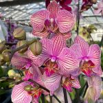 Ορχιδέα Phalaenopsis Soft