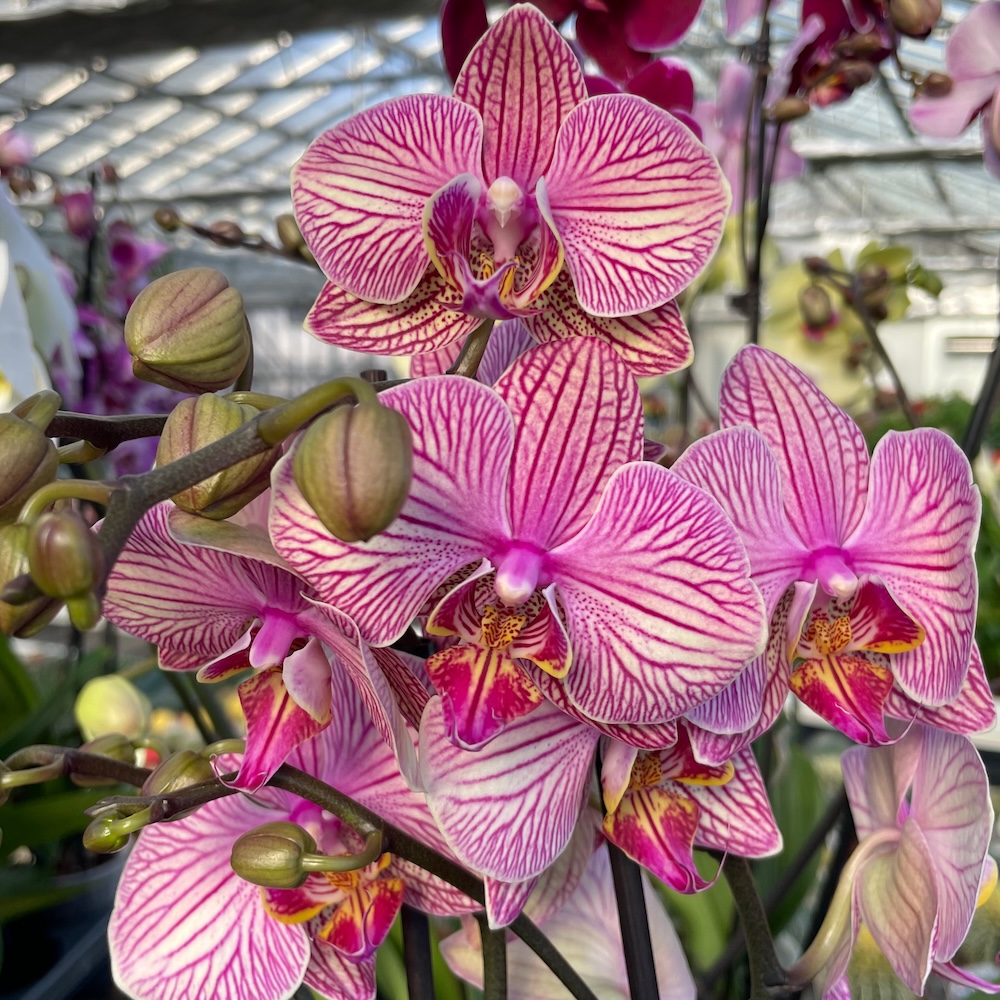 IMG_8641 Ορχιδέα Phalaenopsis Soft - Image 1
