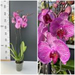 Ορχιδέα Phalaenopsis Dorreta - Image 2