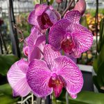Ορχιδέα Phalaenopsis Dorreta