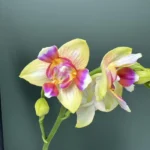 Ορχιδέα Phalaenopsis Spunky Peloric
