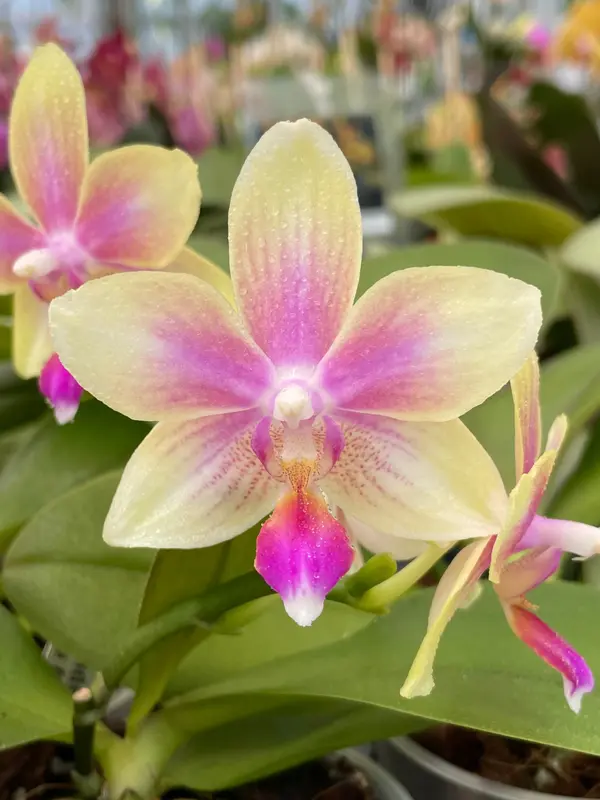 IMG_1435 IMG 1435 • Ελληνικές Ορχιδέες • Μοναδικές ορχιδέες με στυλ και αρώματα!