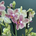 Ορχιδέα Phalaenopsis - Pikatchu Multispike