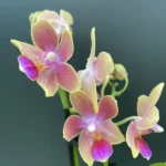 Ορχιδέα Phalaenopsis - Mini Golden Sun Aroma
