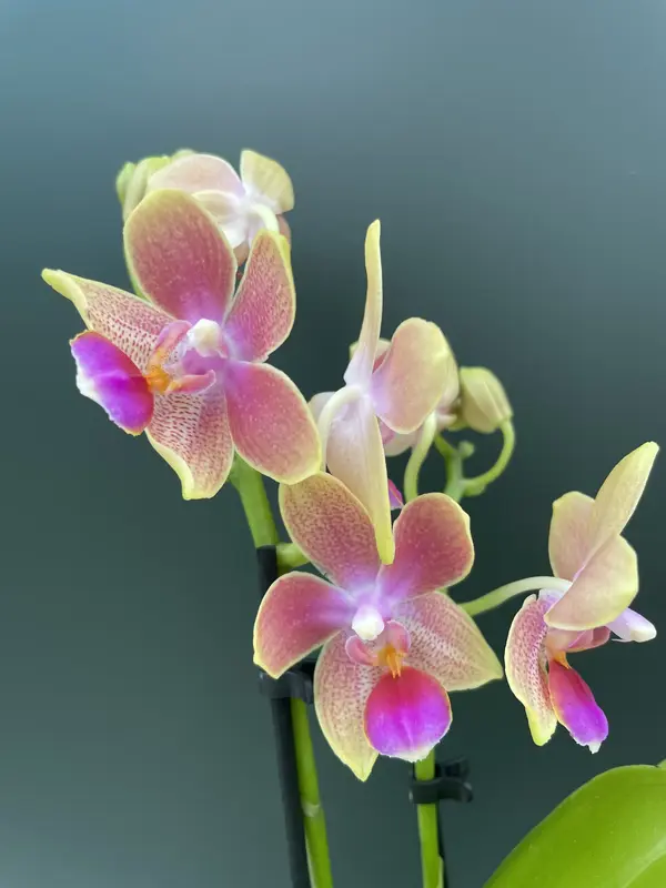 IMG_2105 IMG 2105 • Ελληνικές Ορχιδέες • Μοναδικές ορχιδέες με στυλ και αρώματα!