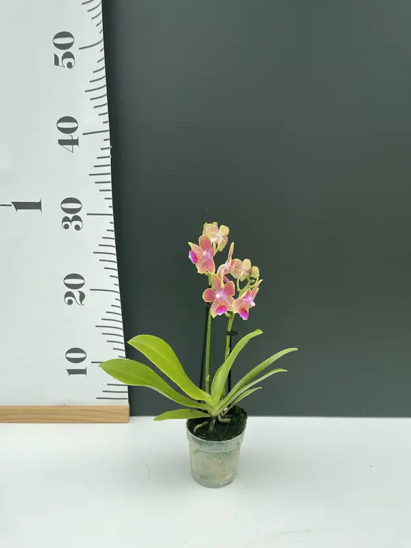 IMG_2106 IMG 2106 • Ελληνικές Ορχιδέες • Μοναδικές ορχιδέες με στυλ και αρώματα!